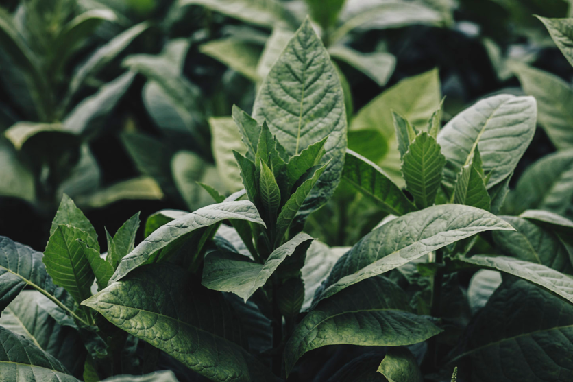 How to verify cigar humidity?