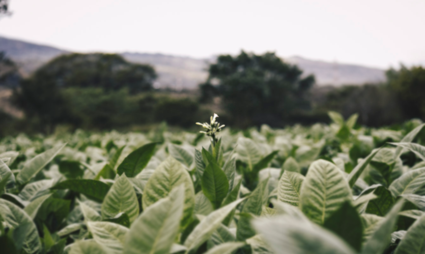 Homepage tobacco